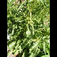 Rumex Crispus, fam. Polygonacees (1)